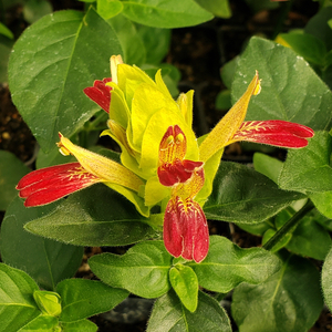 Fruit Cocktail Shrimp Plant, Justicia brandegeeana 'Fruit Cocktail'